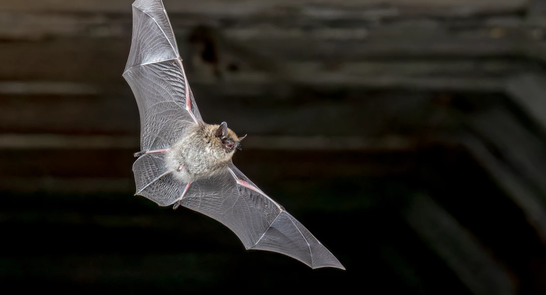OPINIÓN: Los murciélagos no son vampiros... y son muy beneficiosos