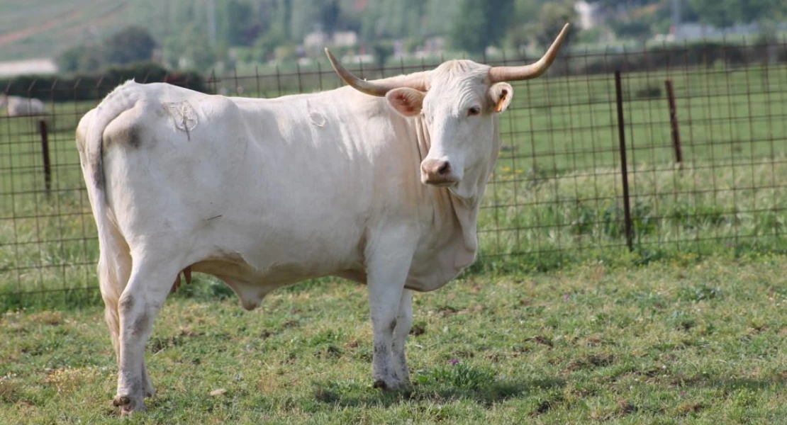 La Junta paga 1 M€ a ganaderos extremeños para fomentar la cría en pureza de razas autóctonas