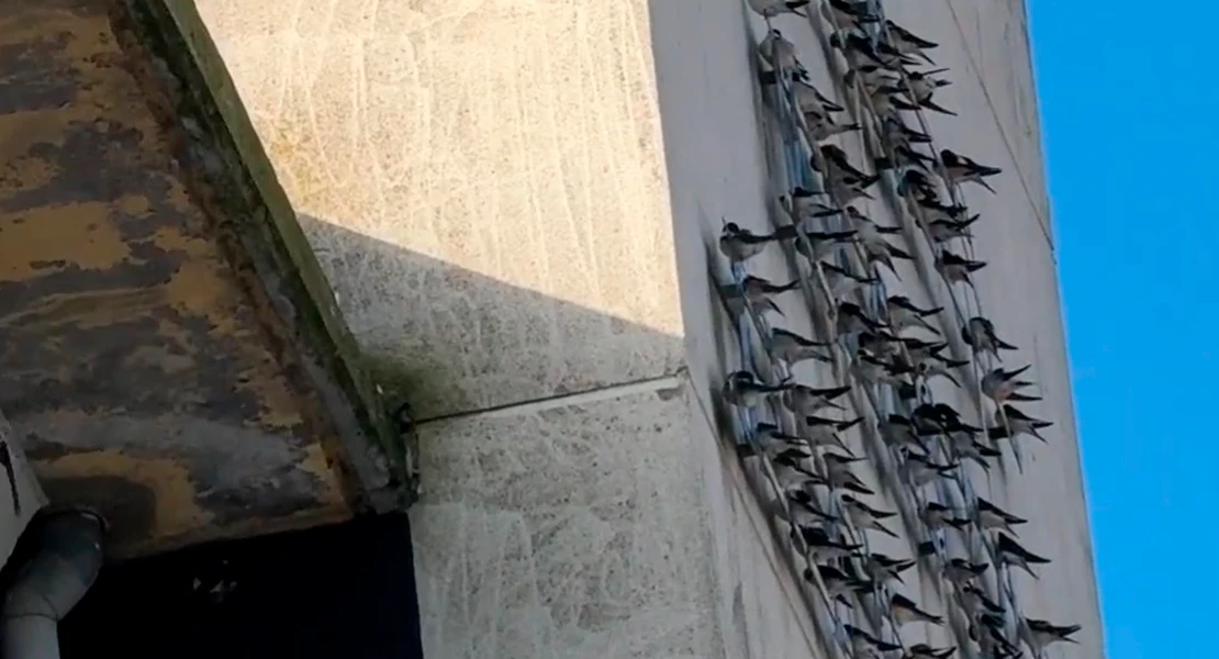 Denuncian la eliminación de cientos de nidos de aves protegidas en Extremadura