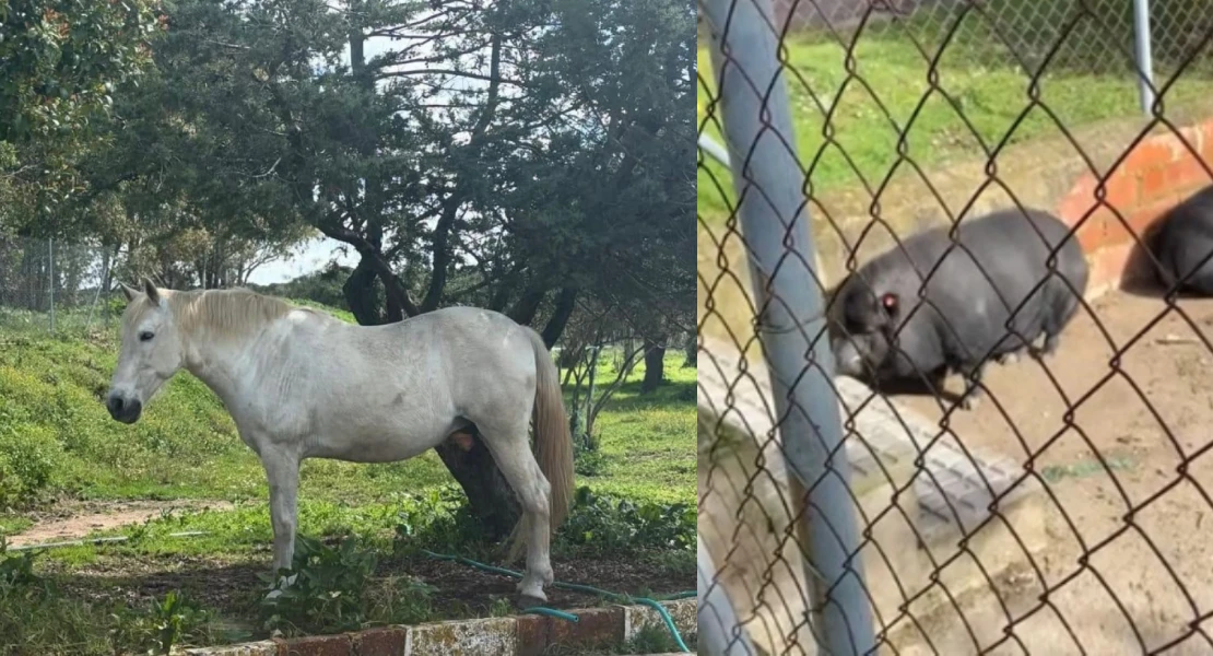 Un cerdo vietnamita entre perros y gatos en Badajoz: PACMA pide respuestas sobre estos animales