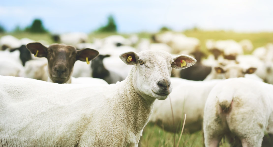 Exigen blindar al sector del ovino tras el acuerdo entre la Unión Europea y Australia