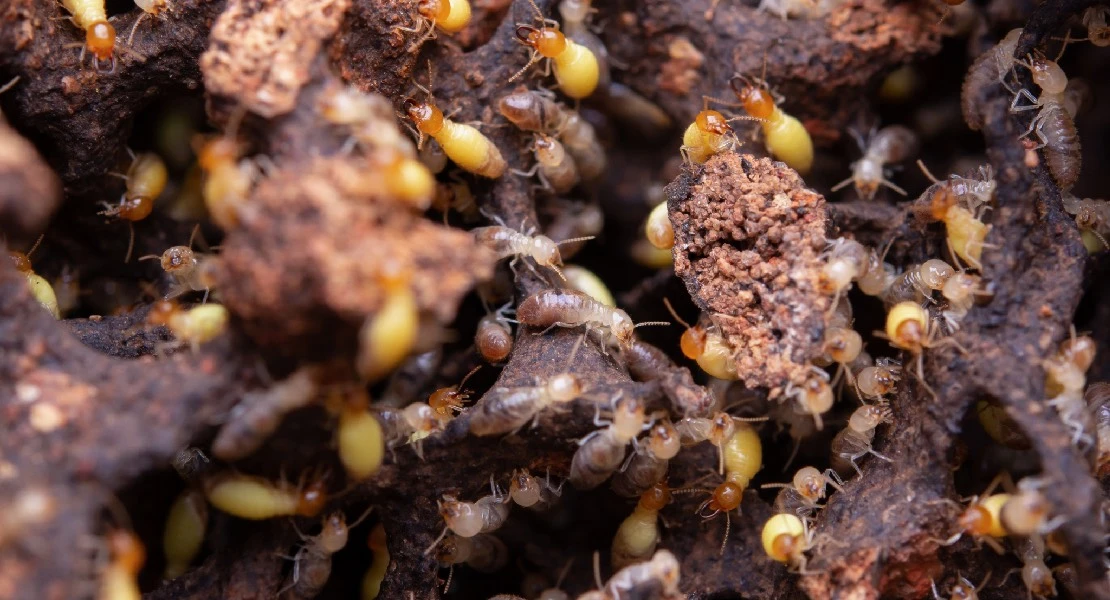 Termitas amenazan la Semana Santa: alerta por daños ocultos en imágenes religiosas