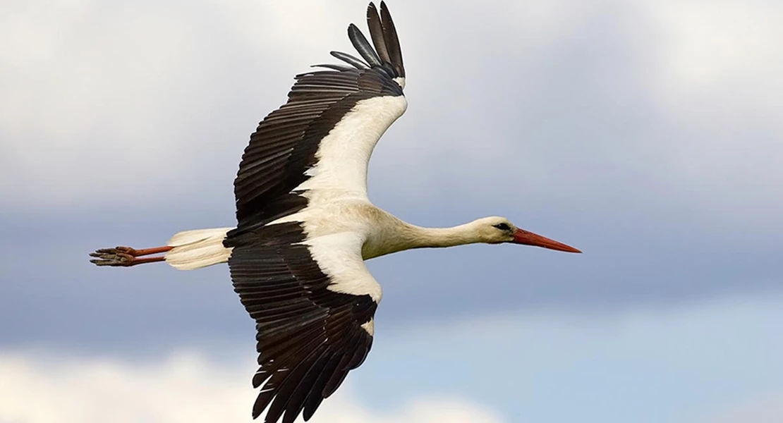 Preocupación por la pareja de cigüeñas que anida en el Ayto de Mérida: "Este año no han vuelto"