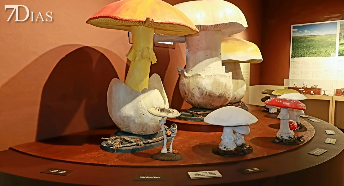 Del campo a la cocina: descubre todas las posibilidades del gurumelo en Villanueva del Frenso