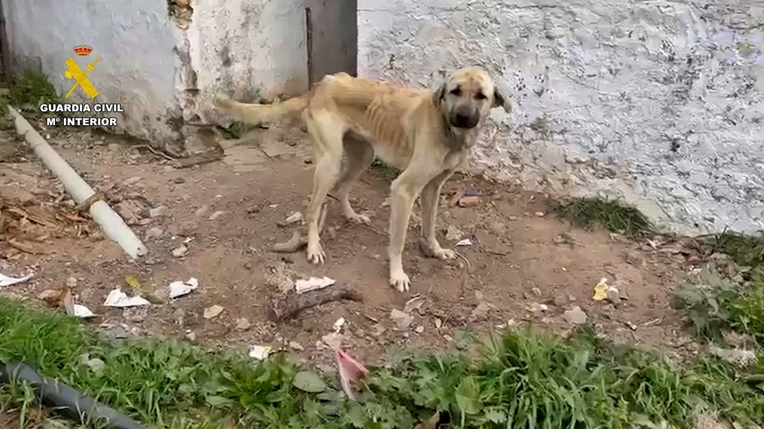 Investigadas 18 personas por maltrato: más de 70 perros encadenados a la intemperie