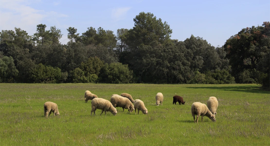 La Junta abona más de 30 M€ en ayudas a ganaderos de ovino y caprino