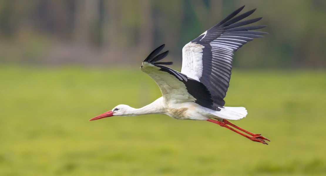 5 M€ en ayudas para la conservación de especies protegidas en explotaciones extremeñas
