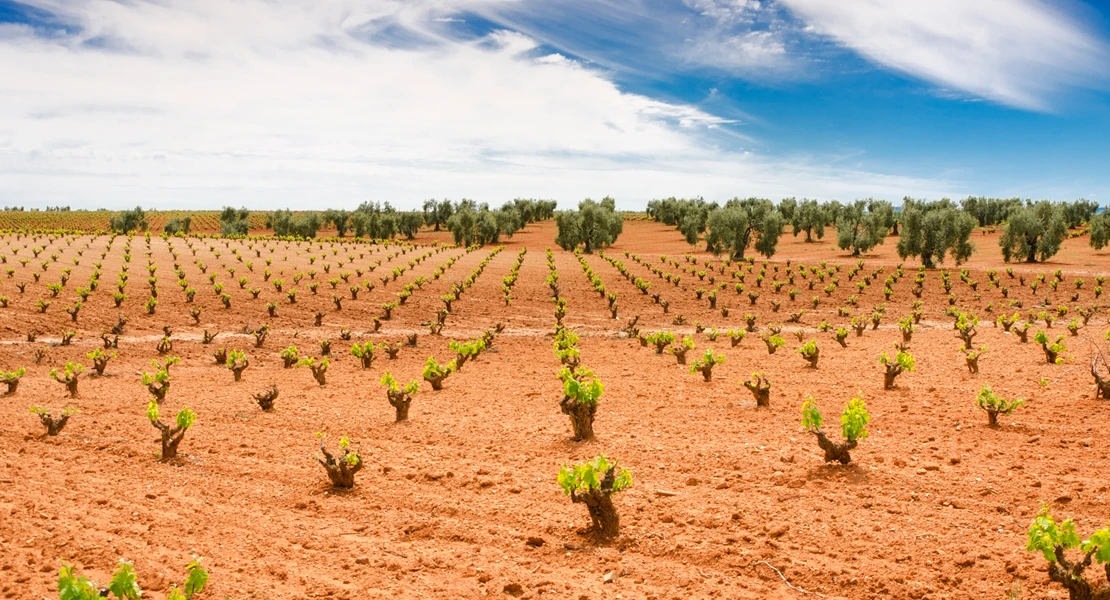 Destinan 9 M€ a ayudas para la reestructuración y reconversión del viñedo en Extremadura
