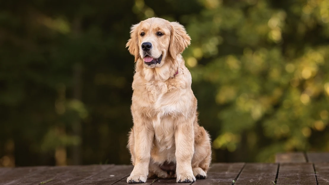 Curso obligatorio para adquirir o adoptar una mascota: en qué consiste