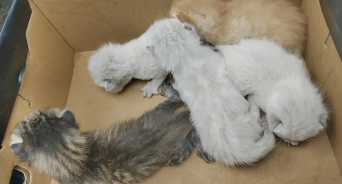 Denuncian el abandono de gatos en contenedores de basura de la provincia de Badajoz