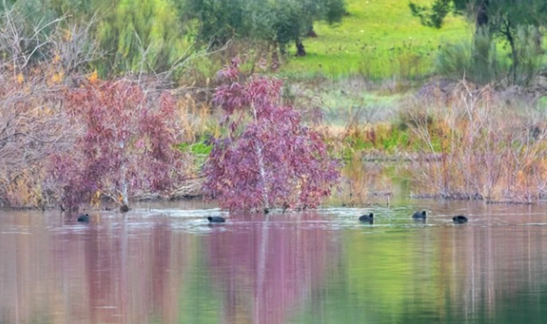 Datos preocupantes sobre las aves de los humedales extremeños