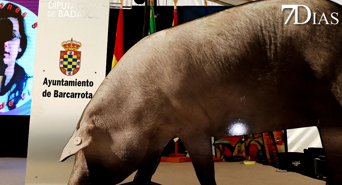 Del cerdo, hasta los andares: Barcarrota celebra su gran fiesta ibérica