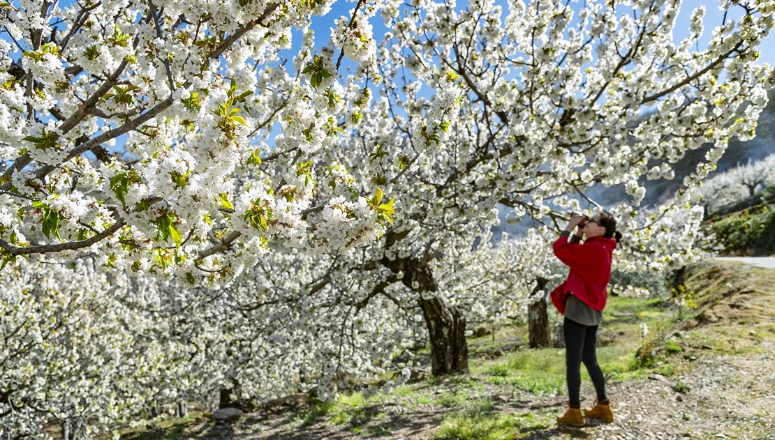 Disfruta del Cerezo en flor en el Jerte: rutas en coche, gastronomía y mucho más