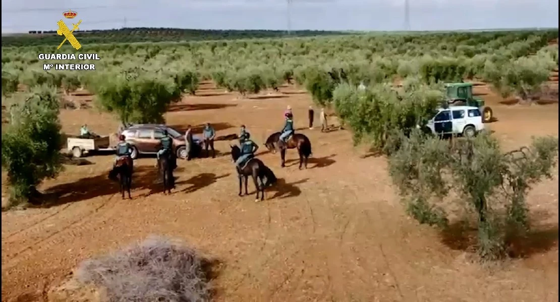 Los Equipos RACE dan resultado: así han reducido el robo de aceitunas en Badajoz