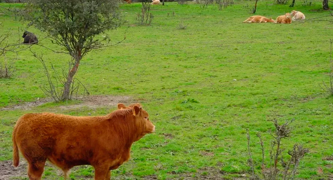 Más de mil ganaderos extremeños cobran este lunes las ayudas al vacuno