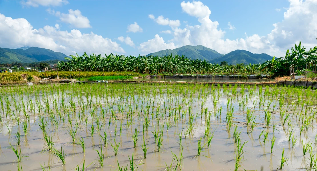 Situación límite del sector arrocero en Extremadura: reclaman medidas urgentes ante la avalancha de importaciones