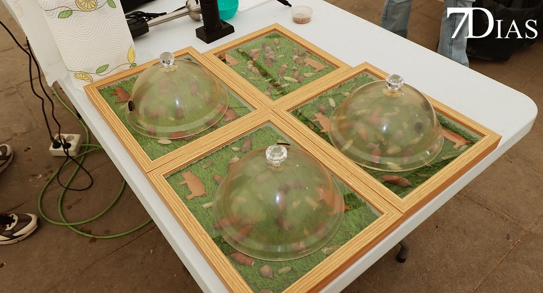 Del cerdo, hasta los andares: Barcarrota celebra su gran fiesta ibérica