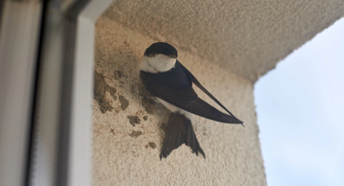 Las 'tres mosquiteras' vuelven a Extremadura: ¿sabes qué son?