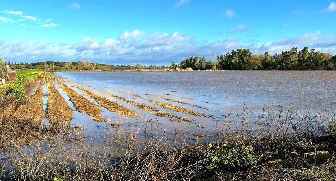 Agricultura abre el plazo para solicitar ayudas por los daños de las borrascas: hasta 25.000 €