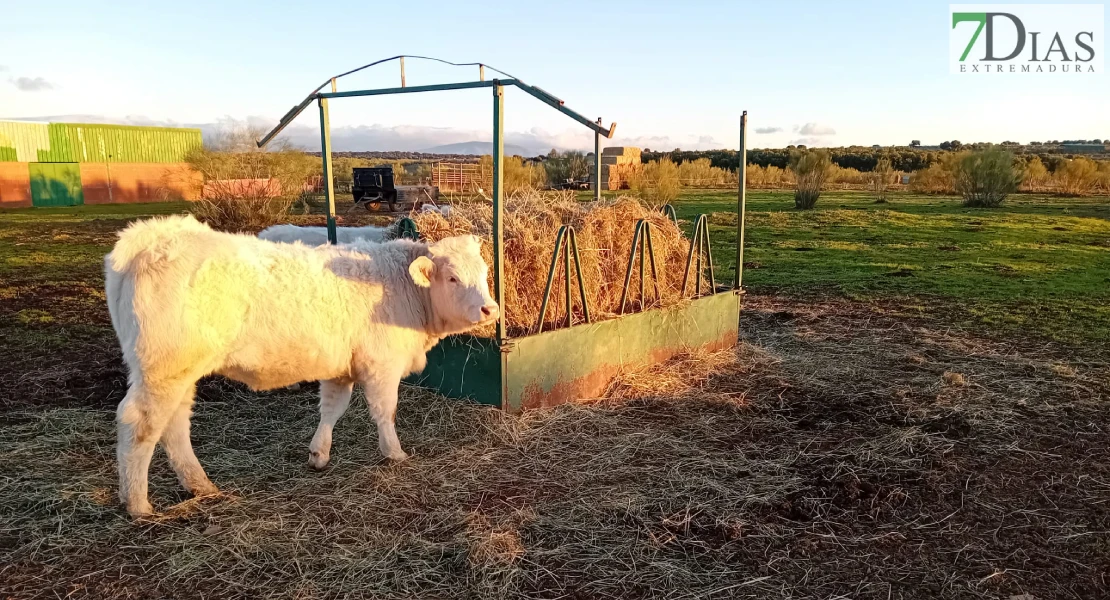 Critican la "excesiva burocracia" en las ayudas al campo en Extremadura