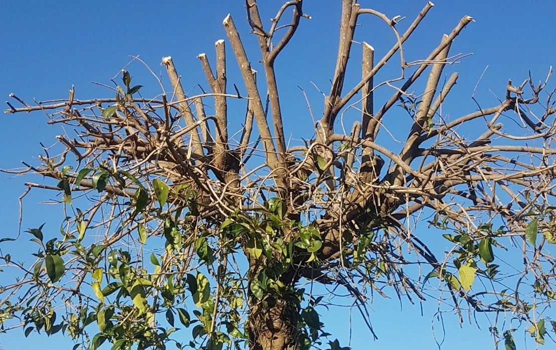 Solicitan evitar las podas en primavera: ¿por qué?