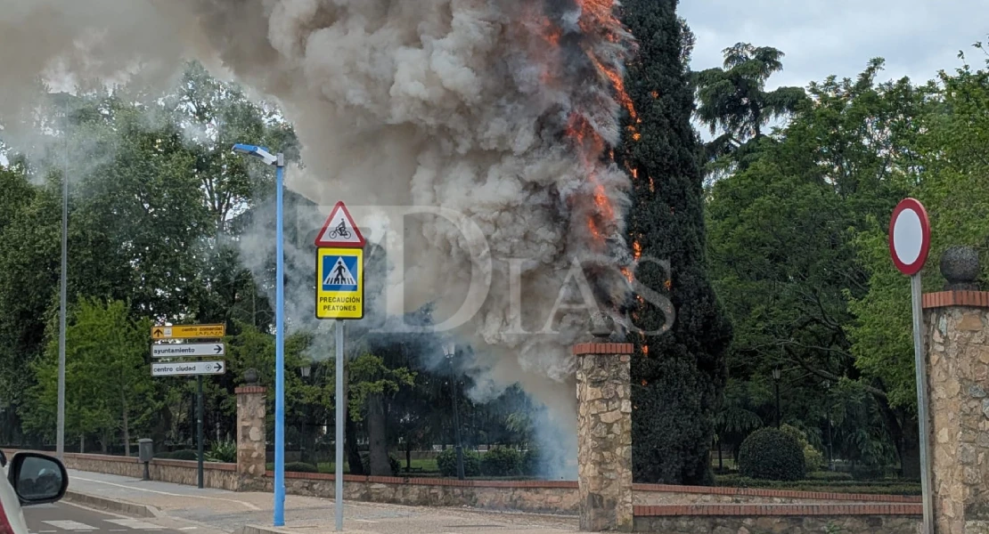 Sale ardiendo un gran árbol en el parque de la Legión de Badajoz