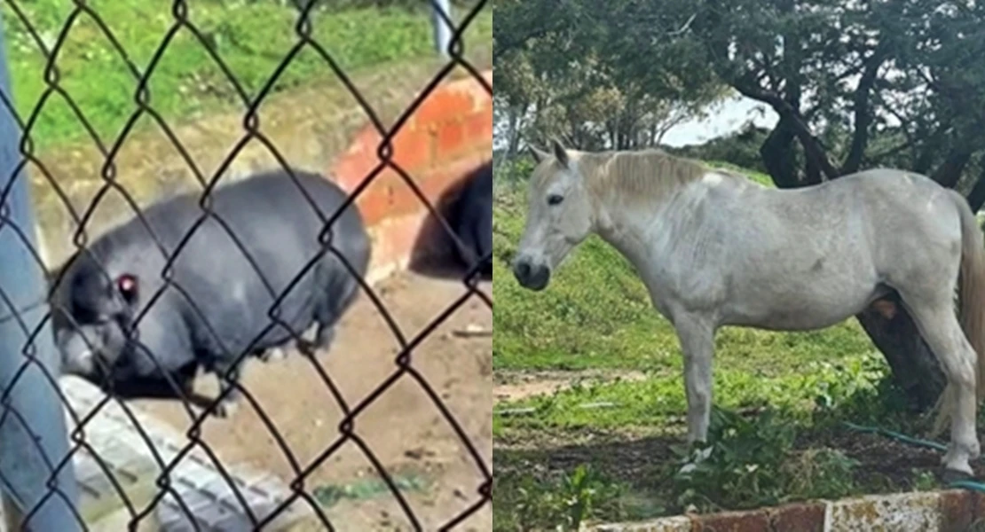 Critican la falta de respuesta sobre dos especies excepcionales en la Perrera de Badajoz