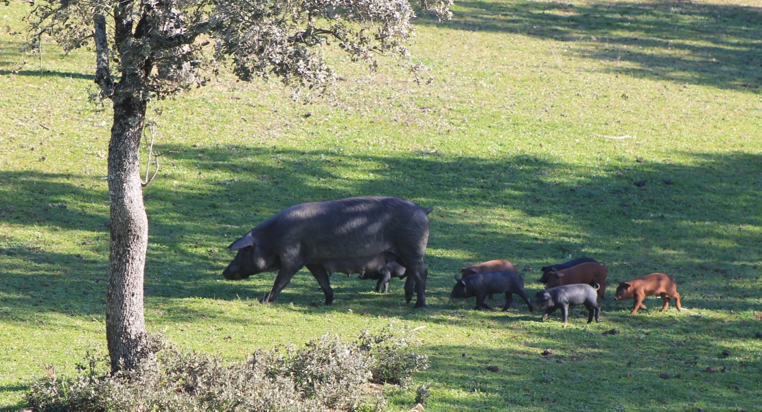 Adiós a la incertidumbre genética: EL GO Mejorasen impulsa el control del sexo en las crías gracias a fondos europeos y de la Junta de Extremadura