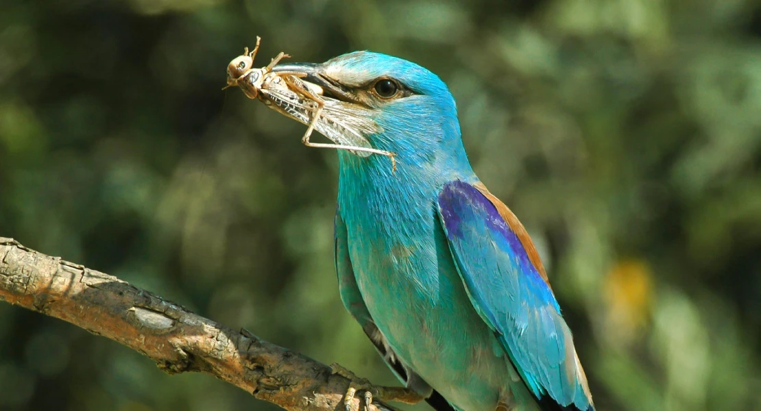 OPINIÓN: Luchar contra la langosta, pero dentro de unos límites