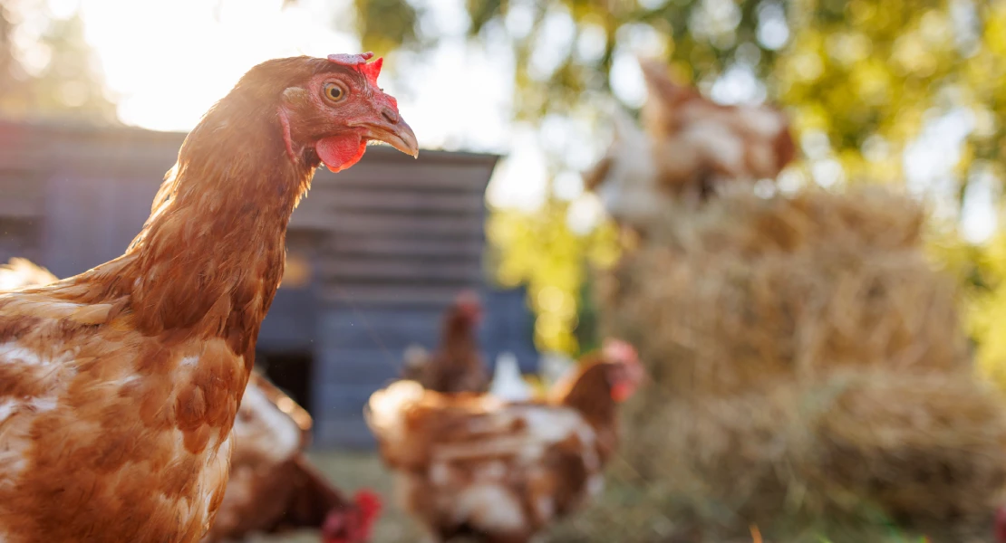 El gobierno comienza a levantar el confinamiento de las aves de corral por la gripe aviar
