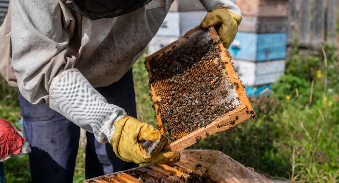 Somos Cáceres exige medidas para salvar al sector apícola en Las Hurdes