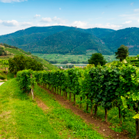 La Ruta del Vino y Cava Ribera del Guadiana lanza su I Premio Nacional de Periodismo