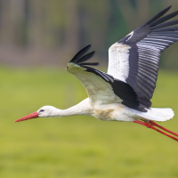 5 M€ en ayudas para la conservación de especies protegidas en explotaciones extremeñas