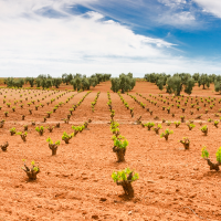 Destinan 9 M€ a ayudas para la reestructuración y reconversión del viñedo en Extremadura