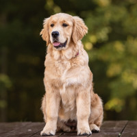 Curso obligatorio para adquirir o adoptar una mascota: en qué consiste