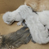 Denuncian el abandono de gatos en contenedores de basura de la provincia de Badajoz