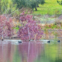 Datos preocupantes sobre las aves de los humedales extremeños