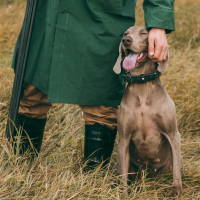 FEDEXCAZA piden excluir a los perros de caza del nuevo reglamento europeo