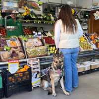 Reclaman el acceso de perros guía a establecimientos de alimentación en Extremadura