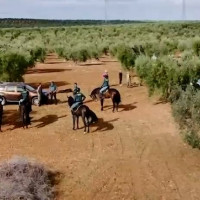 Los Equipos RACE dan resultado: así han reducido el robo de aceitunas en Badajoz