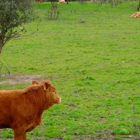 Más de mil ganaderos extremeños cobran este lunes las ayudas al vacuno