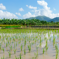 Situación límite del sector arrocero en Extremadura: reclaman medidas urgentes