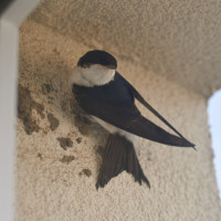 Las 'tres mosquiteras' vuelven a Extremadura: ¿sabes qué son?