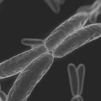 Mejorasen: una revolución biotecnológica para disparar la rentabilidad de la ganadería española