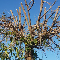 Solicitan evitar las podas en primavera: ¿por qué?