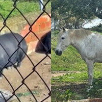 ¿Dónde están el caballo y el cerdo vietnamita de Badajoz? PACMA exige respuestas