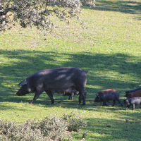 Adiós a la incertidumbre genética: EL GO Mejorasen impulsa el control del sexo en las crías gracias a fondos europeos y de la Junta de Extremadura