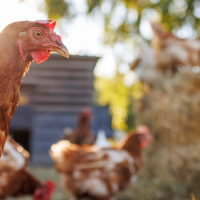 El gobierno comienza a levantar el confinamiento de las aves de corral por la gripe aviar