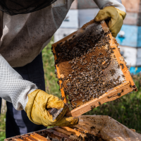 Somos Cáceres exige medidas para salvar al sector apícola en Las Hurdes