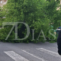 Cae un árbol de grandes dimensiones a la vía pública en Plasencia